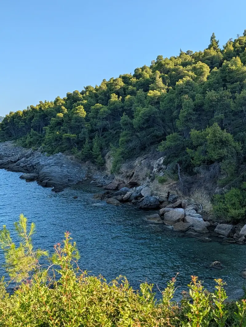 A pine-covered cliff dropping into a narrow cove, boulders in clear green water