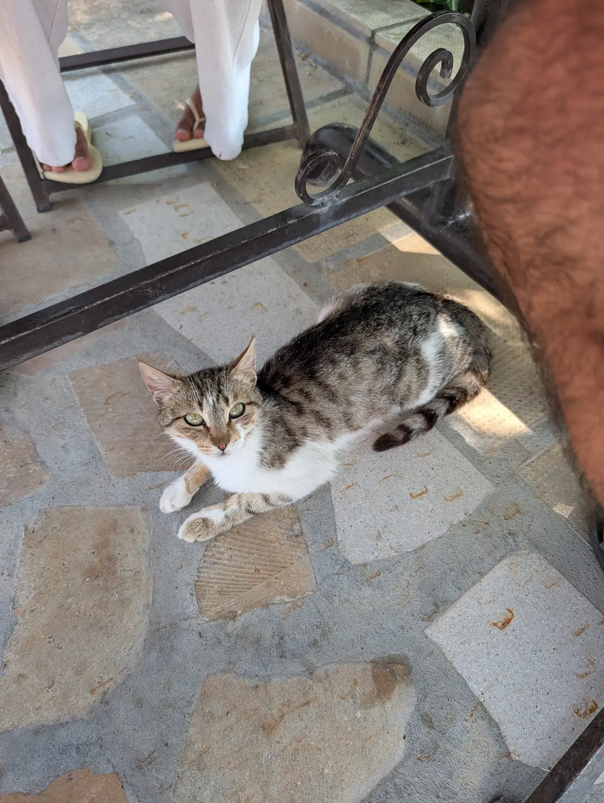 A tabby and white cat stretched out on the flagstones beside the table, looking up at the camera